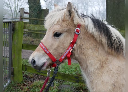 Fjord Horses, Mare, 1 year, 12,1 hh