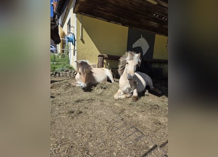 Fjord Horses, Mare, 1 year, 14,1 hh, Dun