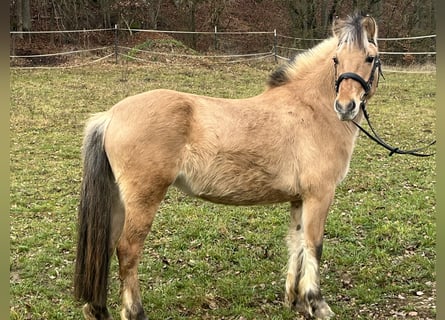 Fjord Horses, Mare, 4 years, 13,1 hh, Dun