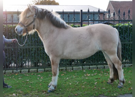 Fjord Horses, Mare, 4 years, 14.1 hh, Dun