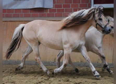 Fjord Horses, Mare, 4 years, 14.2 hh