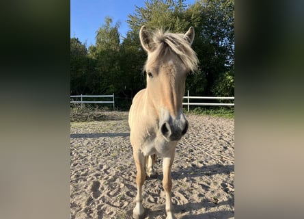 Fjord Horses, Mare, 4 years, 14,1 hh, Brown