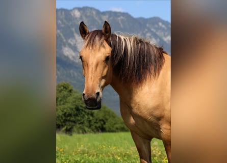 Fjord Horses, Mare, 5 years, 14,1 hh, Dun