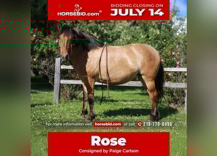 Fjord Horses Mix, Mare, 5 years, 14,1 hh, Dun