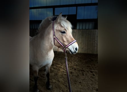 Fjord Horses, Mare, 6 years, 13.3 hh, Dun