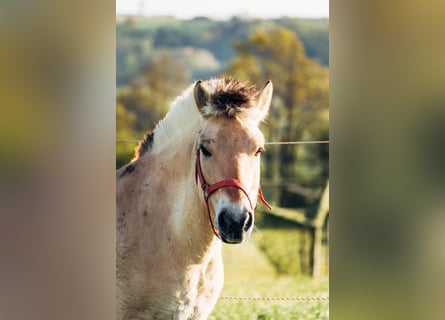Fjord Horses, Mare, 7 years, 14.1 hh, Dun