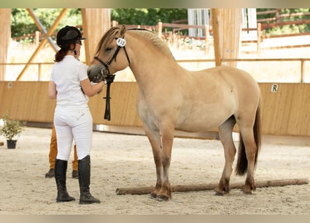 Fjord Horses, Mare, 8 years, 14.1 hh, Dun