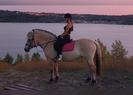 Fjord Horses, Mare, 8 years, 14.3 hh, Dun