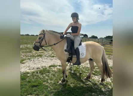 Fjord Horses, Mare, 9 years, 14,1 hh