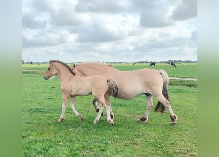 Fjord Horses Mix, Mare, Foal (04/2025)