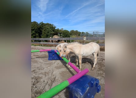 Fjord Horses, Mare, Foal (04/2025)