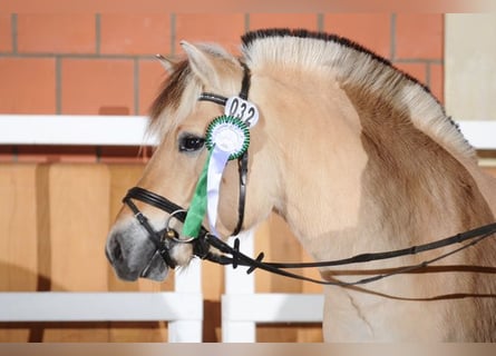 Fjord Horses, Stallion, 12 years, 14,1 hh, Dun