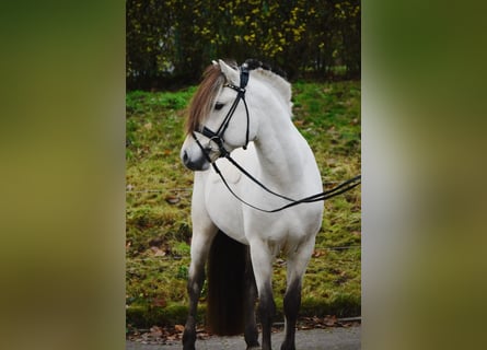 Fjord Horses, Stallion, 3 years, 14.2 hh, Dun