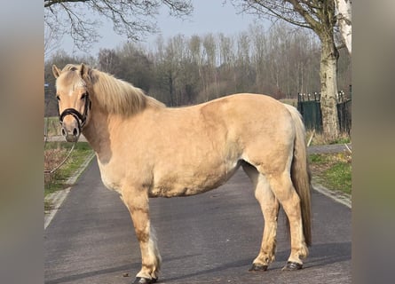Fjord, Merrie, 12 Jaar, 151 cm