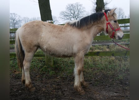 Fjord, Merrie, 1 Jaar, 129 cm