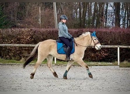 Fjord, Merrie, 4 Jaar, 135 cm, Falbe