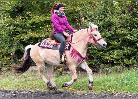 Fjord, Merrie, 4 Jaar, 146 cm, Falbe