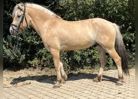 Fjord, Merrie, 5 Jaar, 145 cm, Falbe