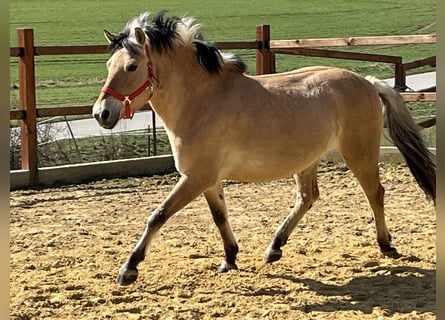 Fjord, Merrie, 9 Jaar, 138 cm, Falbe