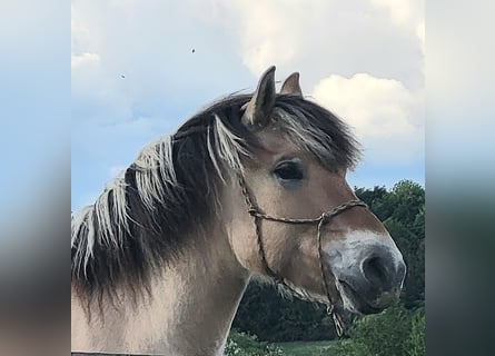 Fjord, Ruin, 6 Jaar, 150 cm, Falbe