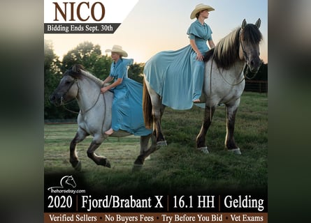 Fjord Mix, Ruin, 6 Jaar, 165 cm, Grullo