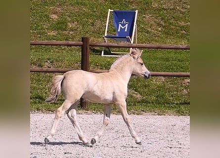 Fjord, Stallone, Puledri (05/2026), 147 cm, Falbo