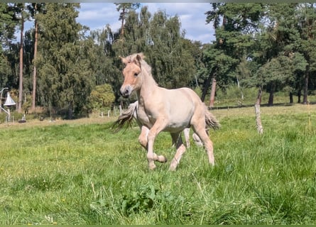 Fjord, Stallone, Puledri (05/2026), 147 cm, Falbo