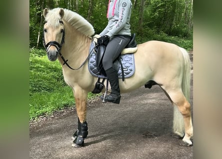 Fjordpferde, Hengst, 17 Jahre, 144 cm, Falbe