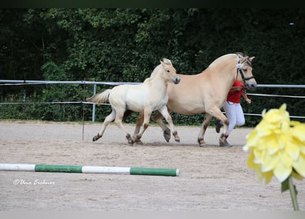 Fjordpferde, Hengst, Fohlen (05/2024), Falbe