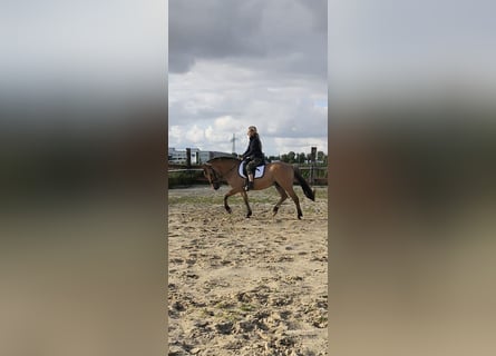 Fjordpferde, Stute, 14 Jahre, 148 cm, Cremello
