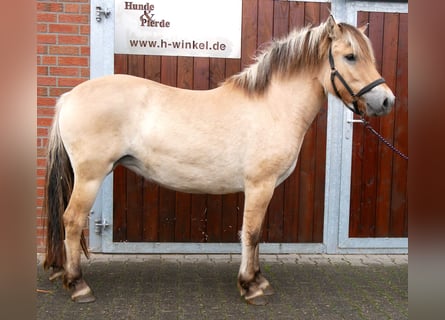 Fjordpferde, Stute, 2 Jahre, 145 cm