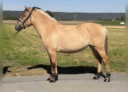 Fjordpferde, Stute, 3 Jahre, 148 cm, Falbe