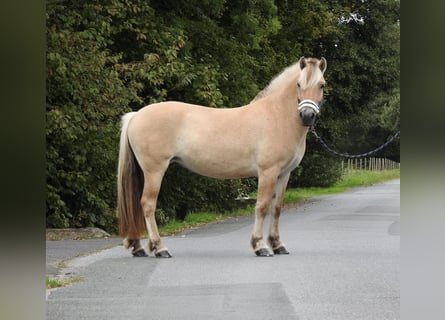 Fjordpferde, Stute, 4 Jahre, 142 cm, Falbe