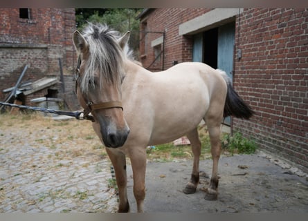 Fjordpferde, Stute, 4 Jahre, 148 cm