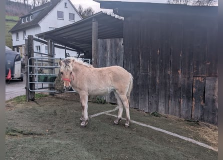 Fjordpferde, Stute, Fohlen (05/2025), 150 cm, Falbe