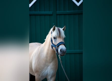 Fjordpferde, Wallach, 3 Jahre, 147 cm, Falbe