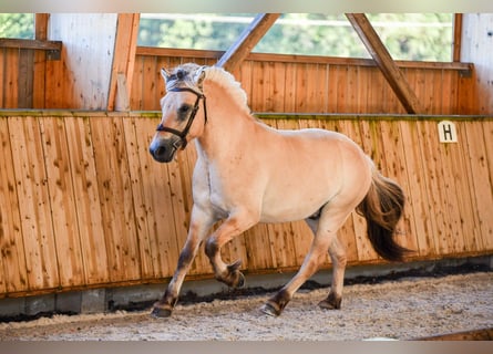 Fjordpferde, Wallach, 4 Jahre, 147 cm, Falbe
