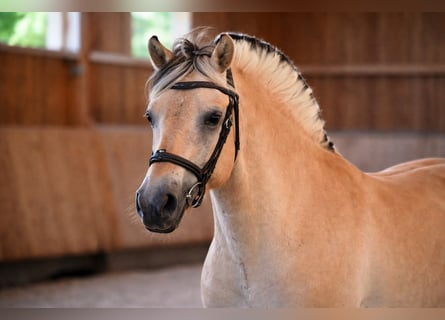 Fjordpferde, Wallach, 4 Jahre, 147 cm, Falbe