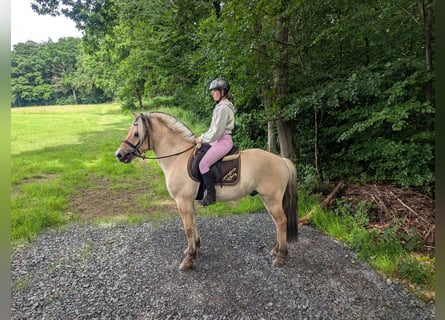 Fjordpferde, Wallach, 4 Jahre, 151 cm, Falbe