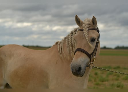 Fjordpferde, Wallach, 5 Jahre, 157 cm, Palomino