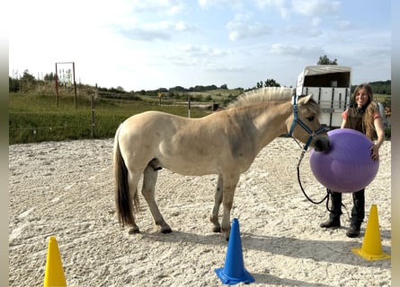 Fjordpferde, Wallach, 5 Jahre, Falbe