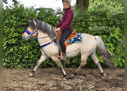 Fjordpferde, Wallach, 6 Jahre, 140 cm, Falbe