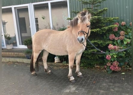 Fjordpferde, Wallach, 6 Jahre, 144 cm, Falbe