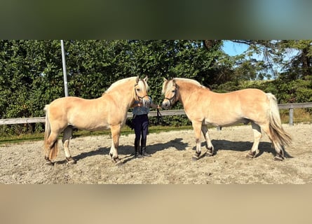 Fjordpferde, Wallach, 7 Jahre, 152 cm, Falbe