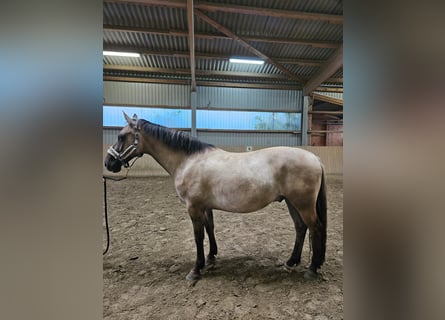 Fjordpferde Mix, Wallach, 9 Jahre, 155 cm, Falbe