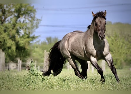 American Quarter Horse, Stallion, 16 years, 14.2 hh, Roan-Blue
