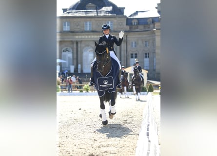 Schweizer Warmblut, Hengst, 12 Jahre, 172 cm