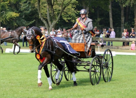 Westfaal, Hengst, 15 Jaar, 168 cm, Bruin