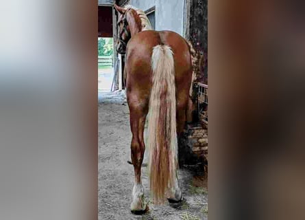 Flemish Horse, Gelding, 2 years, 17,1 hh, Bay