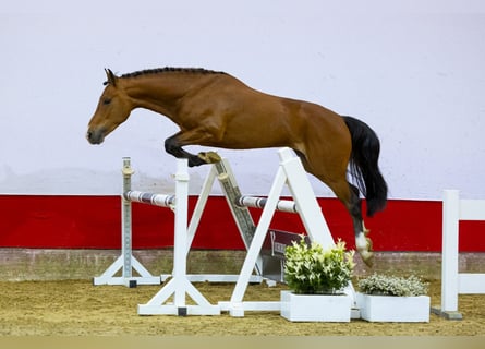 Fler ponnyer/små hästar, Hingst, 3 år, 147 cm, Brun